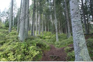 Photo Reference of Background Forest